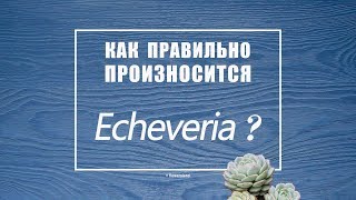 Как произносится Echeveria ?