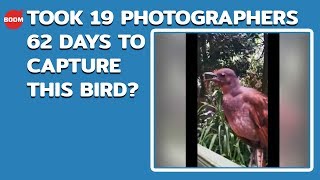 Took 19 Photographers 62 Days To Capture This Bird? | Fake News Alert | Fact Check |  BOOM