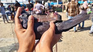 Birnagar Bird Market 07:02:2025 | 6 ঘন্টা+ ওড়া পায়রা\