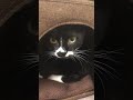 箱の中からお返事😊tuxedo cat白黒猫ざきお【猫動画】