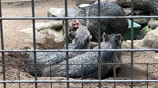 怒られるクビワペッカリー【未公開編】【上野動物園】