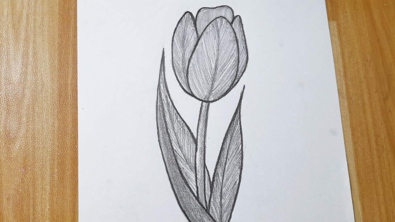 How To Draw Tulip Easy Step By Step Flower Drawing Tutorial Youtube
