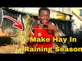 How To Make Hay In Raining Season | EASY STEPS!!