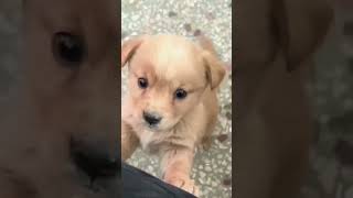 cute baby || baby dog reaction #viral#shortsvideo#video #shorts #shortvideo #shortsfeed💕💕