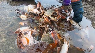 下雨天没人来赶海，猪猪独吞小岛蟹群，多得堆成“小山”了