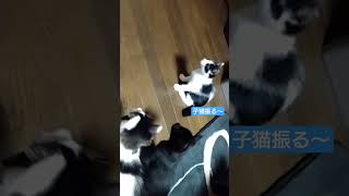 子猫の首振りダンスが可愛いすぎる #猫ミーム  #cat #shorts #オトナブルー