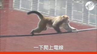 野生獼猴誤闖國宅好嚇人