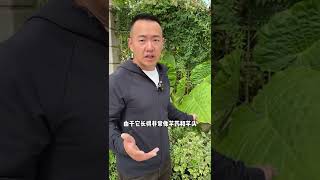 爱心一样的叶子要注意！#钓鱼 #户外 #露营 #探险 #户外探险 #野外生存