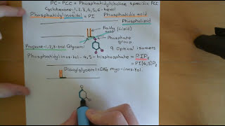 Phospholipase C Enzymes Part 1