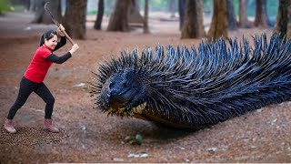 Harvesting the Giant Anaconda Grub \u0026 Go to Market Sell | A lucky day in the forest | Lý Thị Hằng