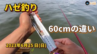 【ハゼ釣り】 60cmの違い 2023年6月25日