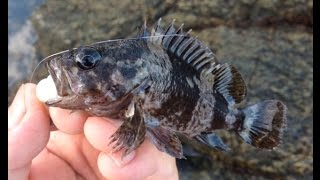 根魚釣り　グラスミノーで数釣り