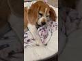 Such a cutie! #shorts #fyp #cutedog #beagle #dogvideo #tireddog #dognap