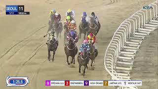 (Seoul) 2025.01.11 R11 Class 2 (1800M) Handicap