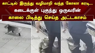 காட்டில் இருந்து வழிமாறி வந்த கோலா கரடி... கடைக்குள் புகுந்து ஒருவரின் காலை பிடித்து செய்த அட்டகாசம்