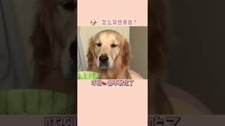 【金不拉毛抱抱】男孩子都是喜歡轉過頭去偷笑的嗎？#愛寵治愈季 #萌寵 #金毛 #shorts