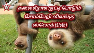 Sloth - தலைகீழாக குட்டி போடும் சோம்பேறி விலங்கு பற்றிய ஸ்வாரஸ்யமான தகவல்கள் | SHINING STAR CHANNEL