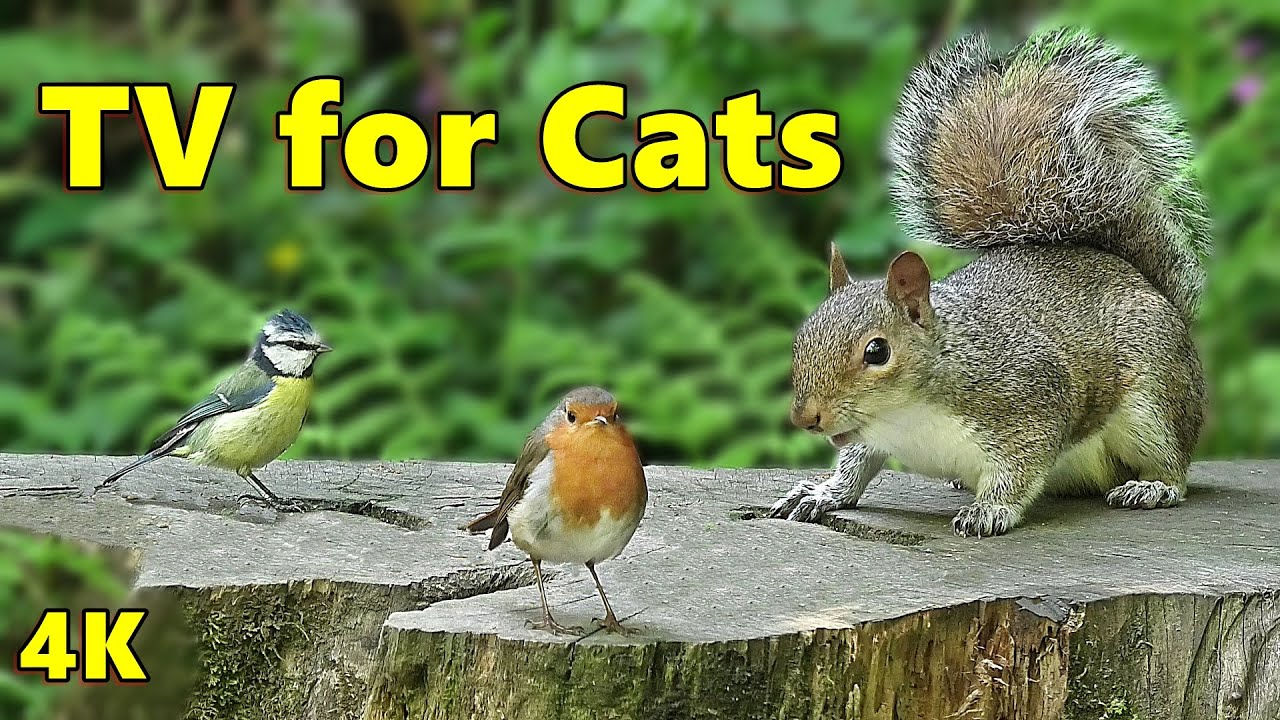 Tv For Cats Fun Squirrels And Birds тнр Cat Tv In 4k тнр Youtube