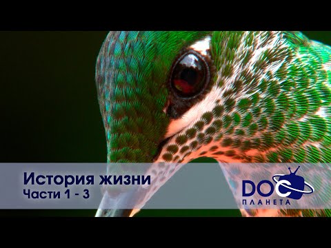 История жизни — Части 1-3 — Документальный фильм