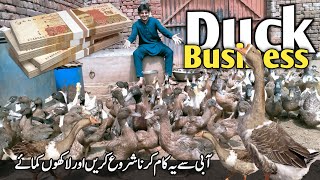 Duck Farming in Pakistan | Duck Farming Business kesy karein | Amazing Goose Farm | Goose Farming