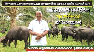 കേരളത്തിലെ ഏറ്റവും വലിയ പോത്ത് ഫാം| 140 ൽ പുറത്ത് പോത്തുകൾ | RAJEEVS BUFFALO FARM KOLLAM