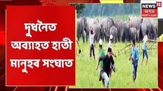 Dudhnoi News | দুধনৈত অব্যাহত হাতী মানুহৰ সংঘাত