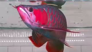 arowanamalaysia arowanasuperredarowanaindonesia arowanagoldenred arowana aquarium #symardlap #shorts