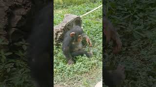 若夏･･⑧チンパンジー・モコイチくん・沖縄こどもの国・・・Chimpanzee ・Okinawa Zoo \u0026 Museum(20230517)