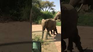 Watch Very Sad Elephant Mother with a her baby dead body #lakemanyara nationalpark pls subscribe