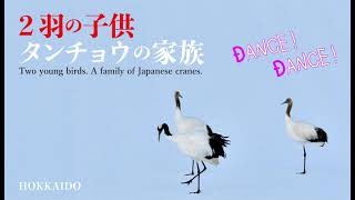 DANCE! DANCE!  2羽の子供【タンチョウ】の家族  Two young birds. A family of Japanese cranes.