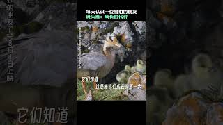 纪录片「雪豹和她的朋友们」斑头雁斑头雁 | 认识雪豹的朋友