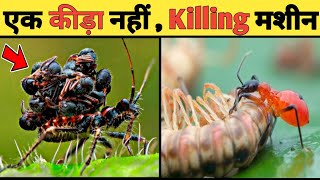 अपने शिकार को गला कर पी जाता है Assassin Bug और छोड़ जाता हैं खोखला कंकाल || Country Darshan