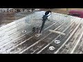 magpie trapping made easy