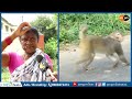 growing human monkey conflict at tatiparthi i madugula i ampm live