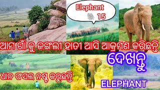 ଆମ ଗାଁ ରେ ବହୁତ ଜଙ୍ଗଲୀ ହାତୀ ଆସି ଆକ୍ରମଣ କରୁଛନ୍ତି ଧାନ ଫସଲ ନଷ୍ଟ କରୁଛନ୍ତି