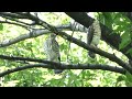 【野鳥】東京都内の公園にツミの幼鳥がいました。（Ｈ26.7.17）