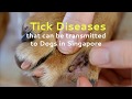 Deadly Diseases transmitted by Ticks to Our Dogs Deadly Diseases transmitted by Ticks to Our Dogs
