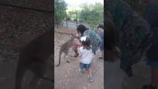 Toddler getting kicked by a Kangaroo