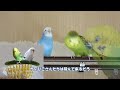 セキセイインコ 精霊馬作りました