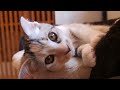 マンチカン＜りこちゃん＞　京都　猫カフェ　犬猫人　仔猫部屋