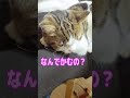 パパもママも独り占め　膝の上で甘える猫