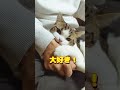 パパもママも独り占め　膝の上で甘える猫