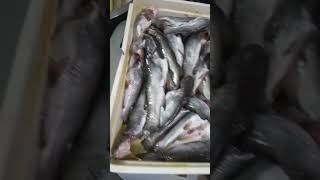 রবিবারের মাছ বাজার।🐟,#viral #shortvideo ‌🙏🙏