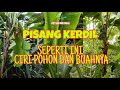 PISANG KERDIL SEPERTI INI CIRI POHON DAN KONDISI BUAHNYA