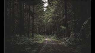 Sad emotional piano | Romantic music | Adam Mikulski - Tajemniczy las | Mysterious forest