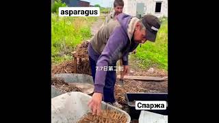 asparagus🇺🇦Спаржа