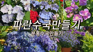 내맘대로 수국색 만들기 /파란수국 분홍수국/수국영양제 / 수국키우는방법 /수국색깔바꾸는방법 / 파란수국만들기 / 옥상에서수국키우기 /수국영양제소개