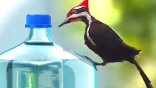 Bisleri Breakaway Seal - Woodpecker (2006)