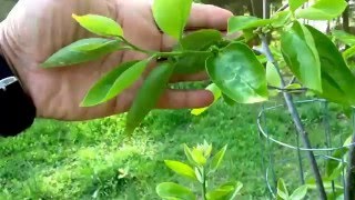 Fuyu persimmon tree bloom stages in early spring