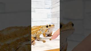 上手な子とへたっぴ Funny Toad Video